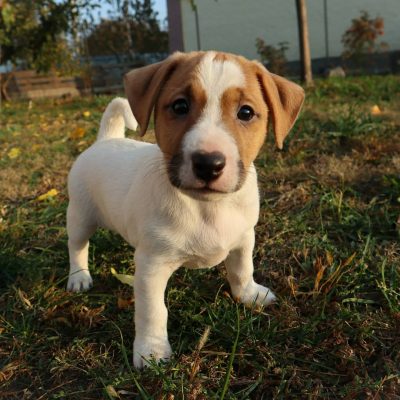 jack.russell.family_1571733188_2160177013448319833_7676650761 jack.russell.family_1571733188_2160177013448319833_7676650761