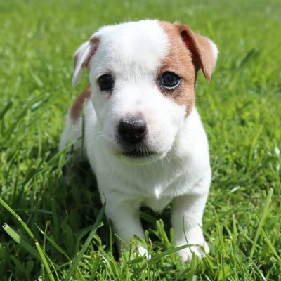 jack.russell.family_1590400094_2316766364163777839_7676650761 jack.russell.family_1590400094_2316766364163777839_7676650761