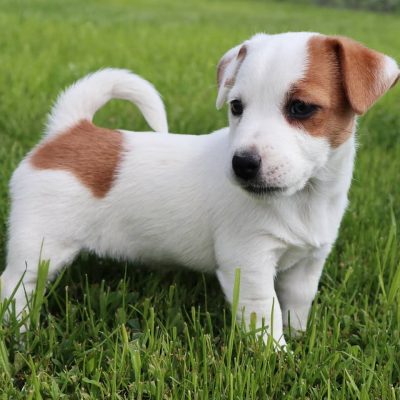 jack.russell.family_1591103366_2322665837582782486_7676650761 jack.russell.family_1591103366_2322665837582782486_7676650761