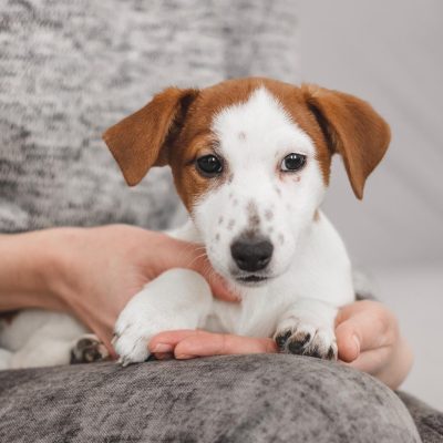 jack.russell.family_1615274859_2525431024793221740_7676650761 jack.russell.family_1615274859_2525431024793221740_7676650761