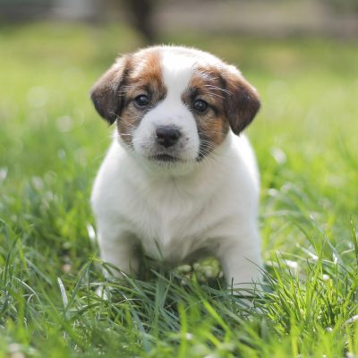 jack.russell.family_1714227394_3355505048748964444_7676650761