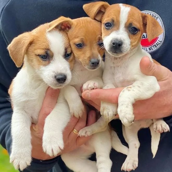 rjrt_puppies_1679414388_3063472382417394586_56332603947 rjrt_puppies_1679414388_3063472382417394586_56332603947
